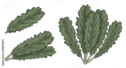 Set of fresh green oakleaf lettuce leaves in a detailed and realistic vintage color engraving style illustration.