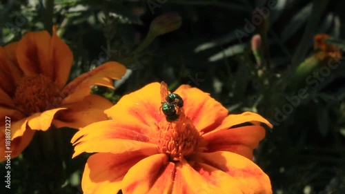 green bee extracting nector or pollen from marigold flower