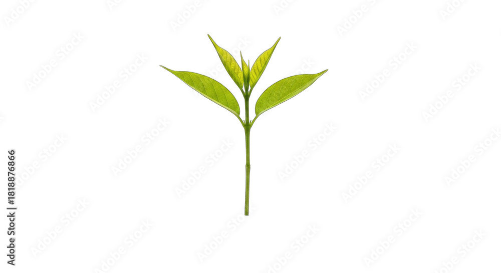 Fototapeta premium Plant sprout isolated on transparent background