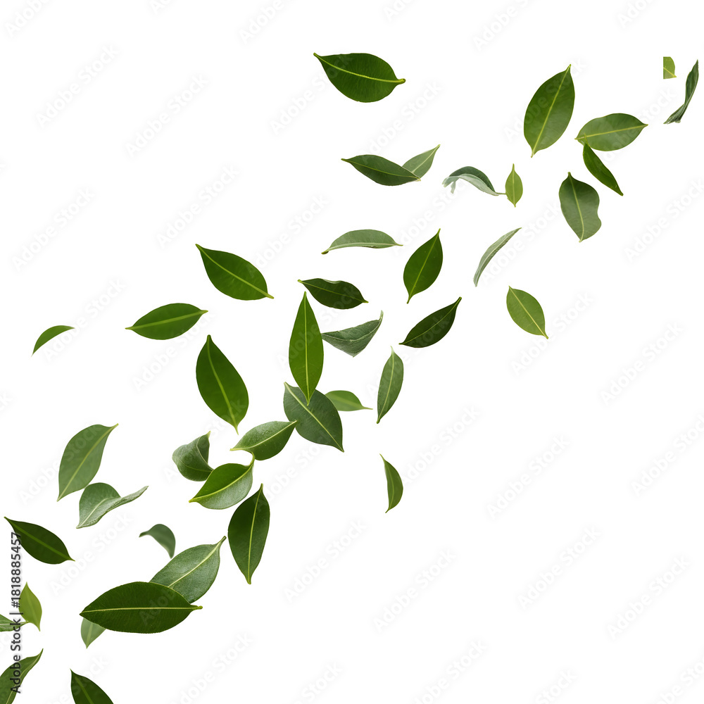 Naklejka premium An overhead view of a green leaf pattern .