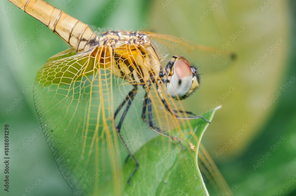Φωτογραφία Macro close-up of a yellow dragonfly perched on a green leaf, highlighting intricate wing details and compound eyes in a natural setting