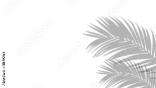 Fototapeta Naklejka Na Ścianę i Meble -  Realistic shadow of palm leaves on transparent PNG background. Black and white tropical coconut leaf and branches shadow background with blur overlay effect. Summer decoration natural palm leaf PNG.
