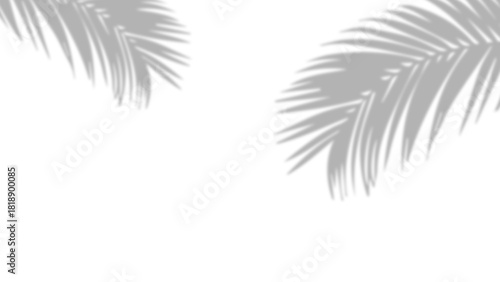Realistic shadow of palm leaves on transparent PNG background. Black and white tropical coconut leaf and branches shadow background with blur overlay effect. Summer decoration natural palm leaf PNG.