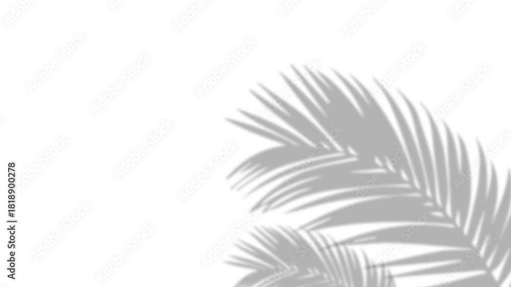 Fototapeta premium Realistic shadow of palm leaves on transparent PNG background. Black and white tropical coconut leaf and branches shadow background with blur overlay effect. Summer decoration natural palm leaf PNG.