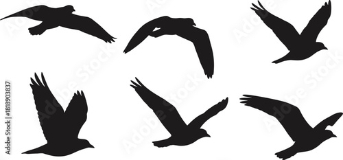 Six black bird silhouettes in various flying poses against a white background wings