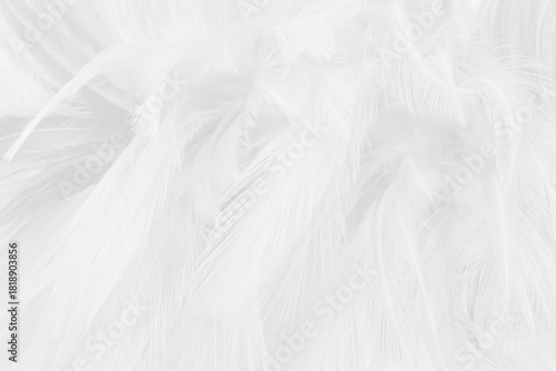 Beautiful white grey bird feathers pattern texture background.
