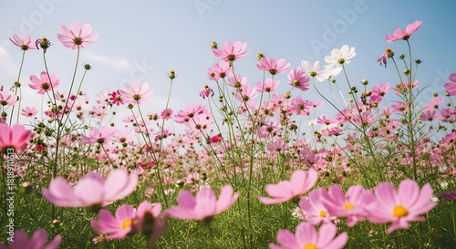 Fototapeta Naklejka Na Ścianę i Meble -  Field of pink cosmos flowers blooming under a clear blue sky