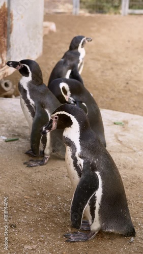 Three penguins standing on sand in zoo enclosure, black-and-white plumage, upright posture, flippers at sides, pebbled ground, muted earth tones, attentive gaze, calm social interaction, feeding time
