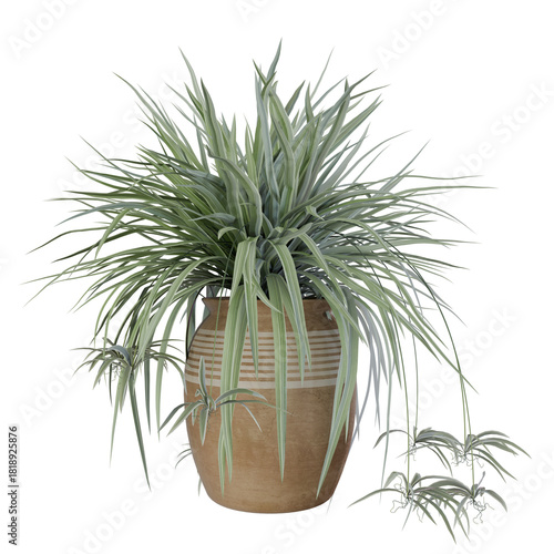 cactus in a pot