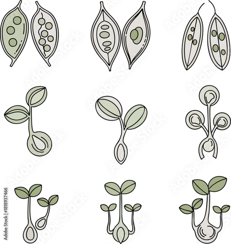 Botanical illustrations depict plant seed germination stages