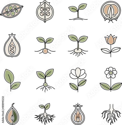 Colorful linear icons illustrating the plant life cycle, including seeds, germination, seedlings, root systems, leaves, and flowers