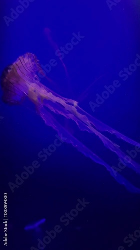Graceful Jellyfish Floating Underwater