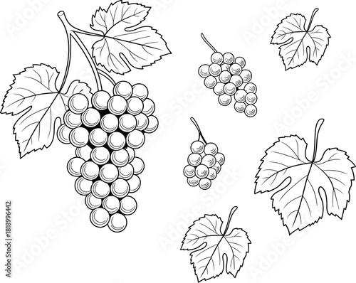 Hand drawn grapevine clusters with botanical vine leaves, detailed line art illustration for vineyard, winery, harvest and organic design