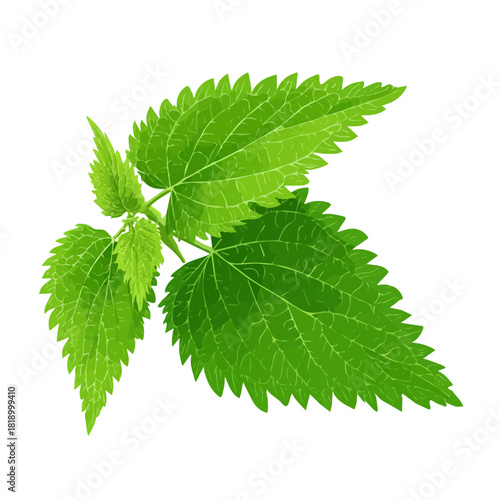 Nettle Leaf, 2D flat vector illustration in icon style, isolated on a white background