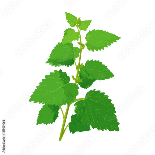 Nettle, 2D flat vector illustration in icon style, isolated on a white background