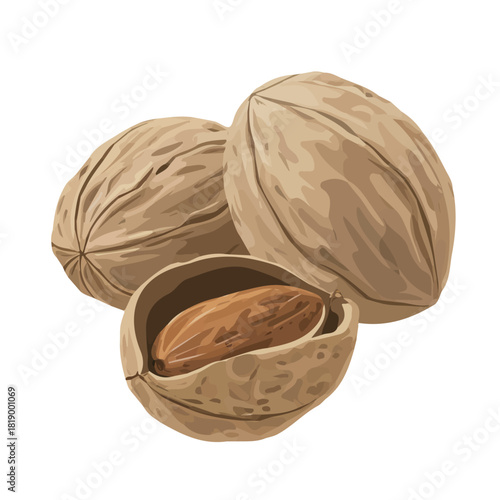 Minimal 2D flat vector of a Nutmeg, icon-style illustration on a white background