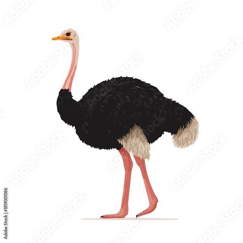 Minimal 2D flat vector of a Ostrich, icon-style illustration on a white background
