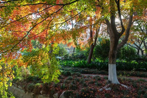 Photography The Xinzhuang Park in Minhang District, Shanghai, China, is a picturesque sight in the golden autumn