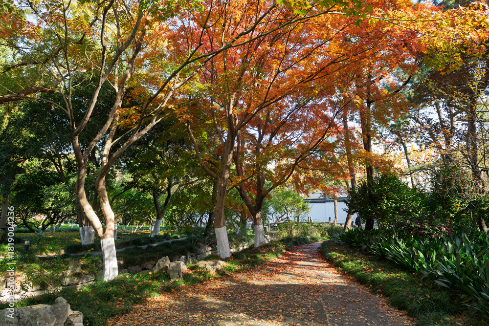 Naklejka premium The Xinzhuang Park in Minhang District, Shanghai, China, is a picturesque sight in the golden autumn.