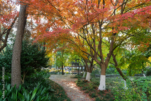 Photography The Xinzhuang Park in Minhang District, Shanghai, China, is a picturesque sight in the golden autumn