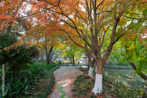 Photography The Xinzhuang Park in Minhang District, Shanghai, China, is a picturesque sight in the golden autumn