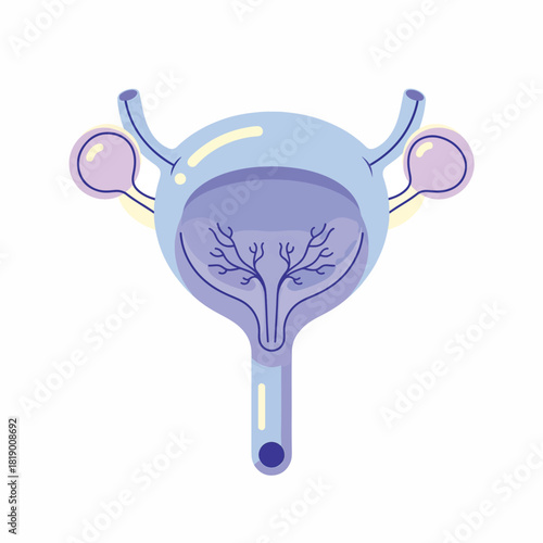 Female Reproductive System Anatomy Illustration - Uterus, Ovaries, Fallopian Tubes