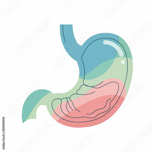 Digestive System Anatomy Stylized Stomach Illustration with Food Digestion