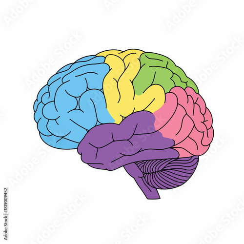 Human Brain Lobes Anatomy Diagram, Colorful Medical Illustration
