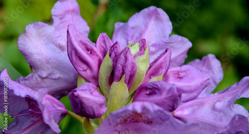 Rhododendron blossoms and buds in summer light