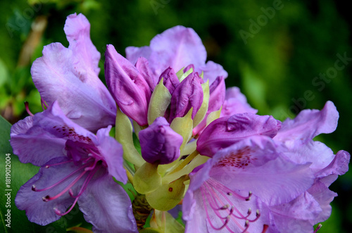 Rhododendron blossoms and buds in summer light