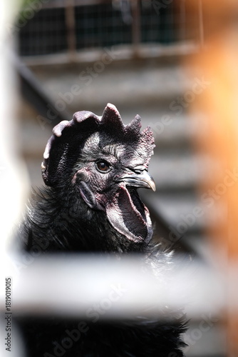 potrait of Cemani Chicken
