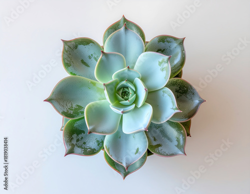 Succulent plant with thick green leaves arranged in rosette pattern, showing natural texture and soft lighting