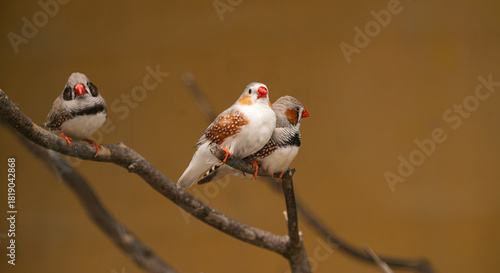 Fotografie Trio of zebra finches perched on a branch