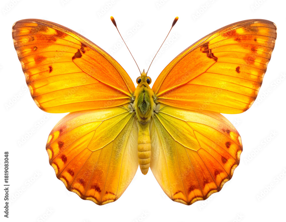 Fototapeta premium Apricot Sulphur Butterfly with Spread Wings, Detailed Top View, Transparent PNG