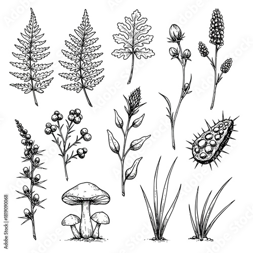 Sketchy botanical vector illustration set. Hand drawn vintage engraving style collection of forest flora, wild plants, and mushrooms
