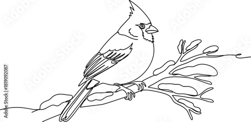 Cardinal bird perched on a branch in a line art drawing