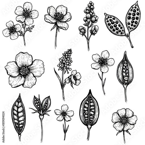 A beautiful vector collection of hand-drawn botanical doodles, showcasing flowers and seed pods with a rough ink sketch texture