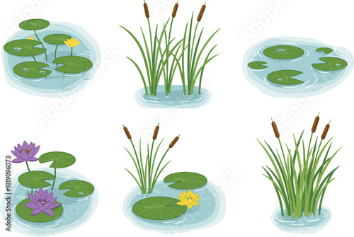 Aquatic plant cartoon vector set, lily pads, water lilies, cattails, pond flowers, flat illustration, side view, freshwater ecosystem icons
