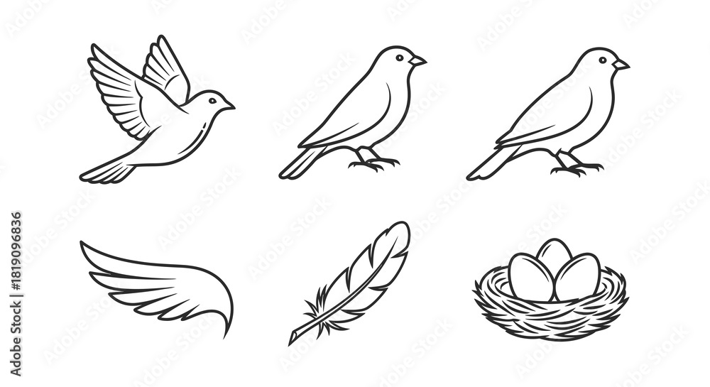 Fototapeta premium Bird Illustrations Flying Perched Wing Feather and Nest.