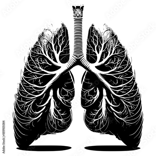 human lungs as an anatomical diagram vector image illustration