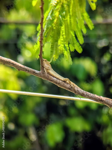 A superb image capturing the camouflage of the Oriental Garden Lizard (Calotes versicolor) as it stretches horizontally on a thin branch.