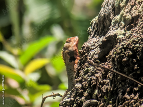 Portrait of a colorful male Indonesian/Oriental Garden Lizard, often called a chameleon, carefully observing its surroundings from the shade of a thick, mossy tree trunk.
