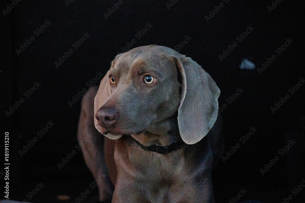 Fototapeta premium portrait of a weimaraner