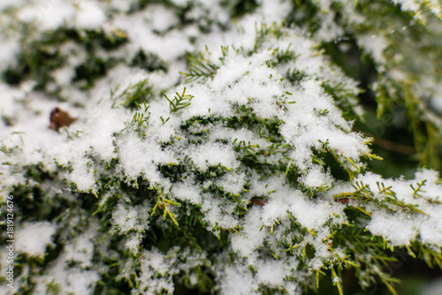 Close up of green conifer branches covered with fresh white snow, showing winter texture