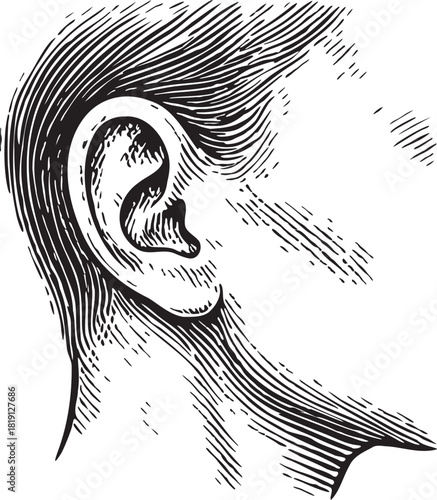 Black and white linocut etching illustration of the human ear for medical, scientific and pharmaceutical use, ideal for anatomy packaging design and pain relief products