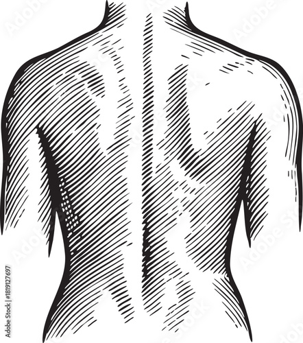 Black and white linocut etching illustration of the human lumbar spine for medical, scientific and pharmaceutical use, ideal for anatomy packaging design and pain relief products