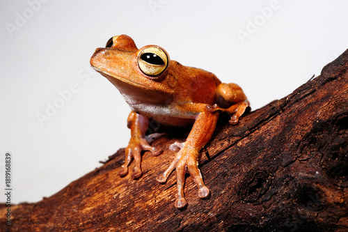 Troschel's treefrog, blue-flanked treefrog // Troschel-Laubfrosch (Boana calcarata) - Amazon basin