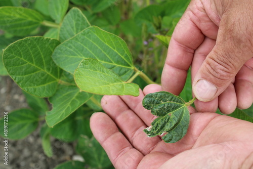 Main tenant un plant de soja dans le champ agricole