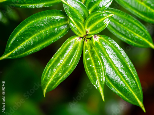 Natural texture and leaves of the Amazon rainforest