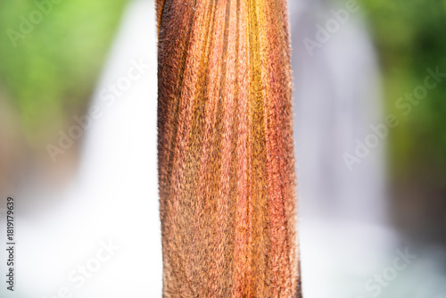 Natural texture and leaves of the Amazon rainforest